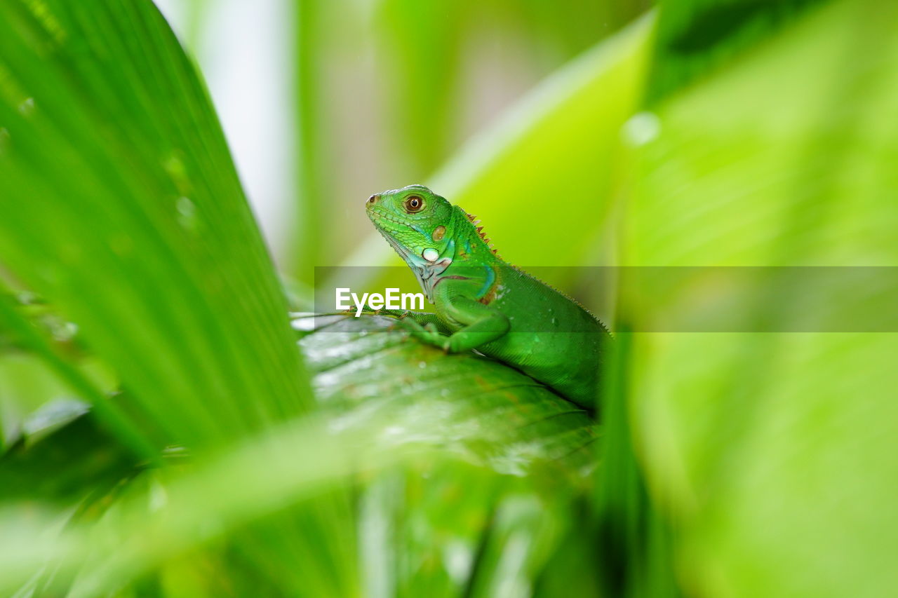 Side view of green lizard on leaf