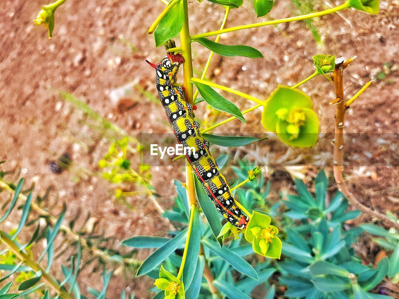 Close-up of insect on plant