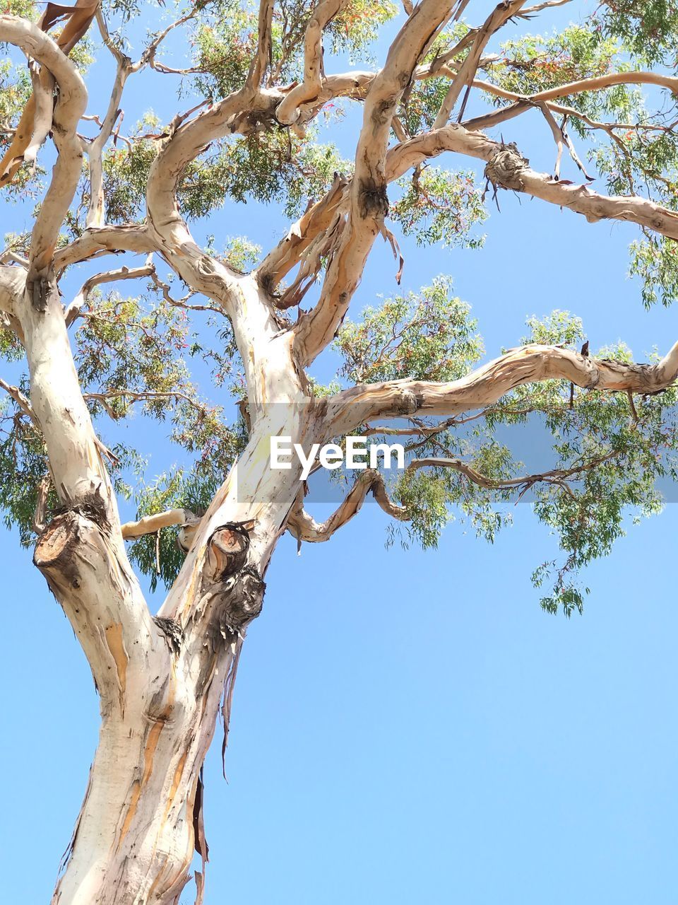 LOW ANGLE VIEW OF TREE AGAINST CLEAR SKY