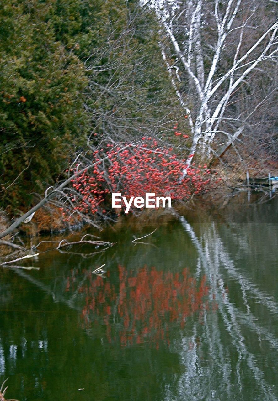 REFLECTION OF TREES IN WATER