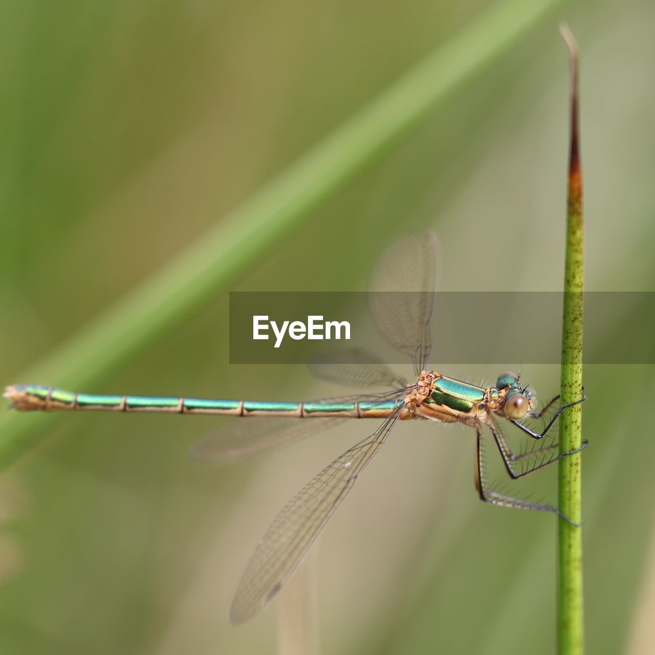 CLOSE-UP OF DRAGONFLY