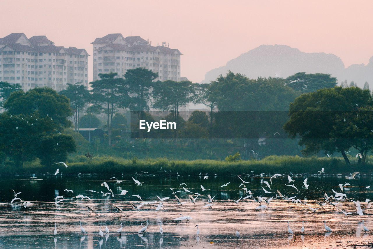View of birds flocking the lake with buildings in background