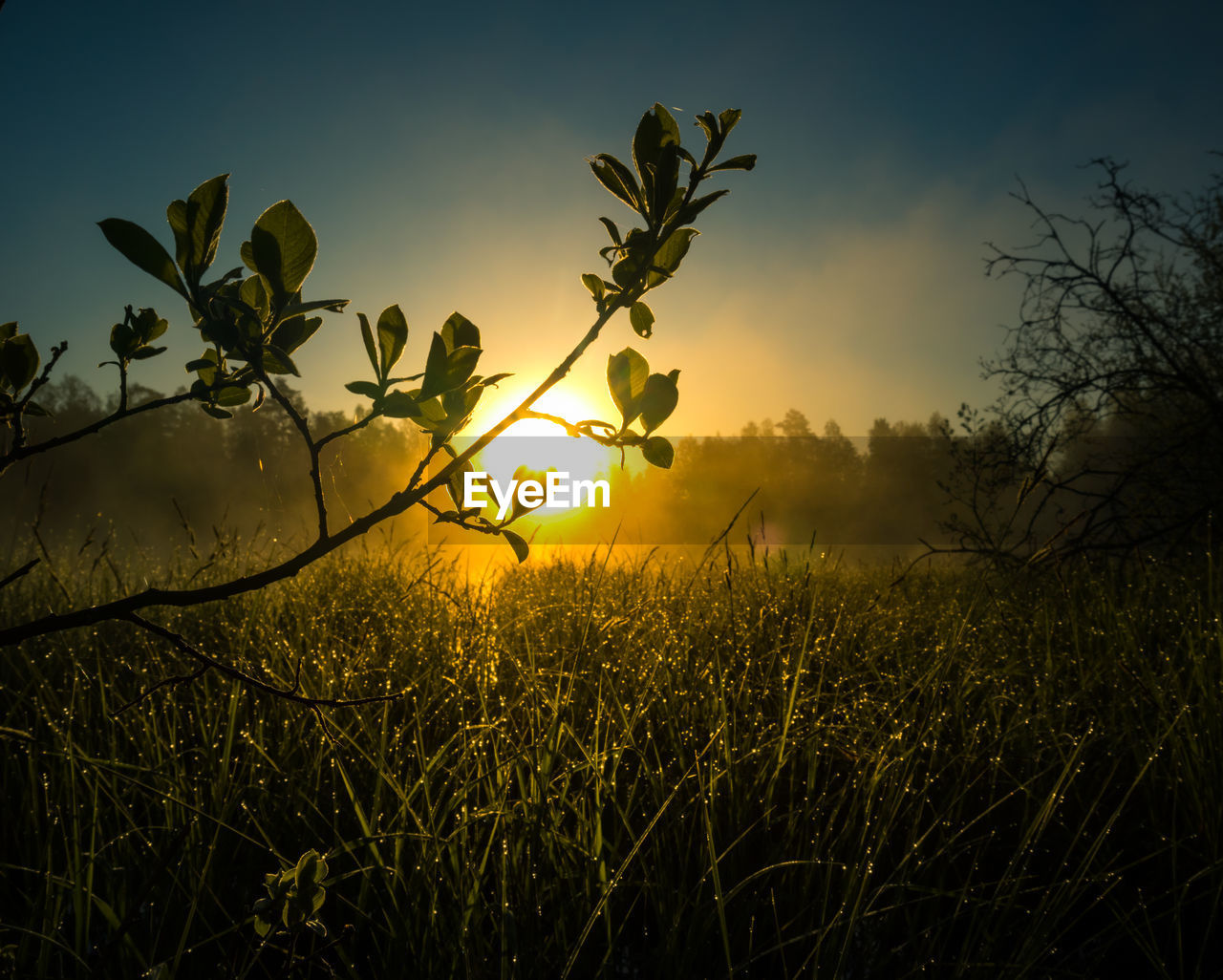 A beautiful summer sunrise behind the trees. tree silhouette against the sunrise sky. 