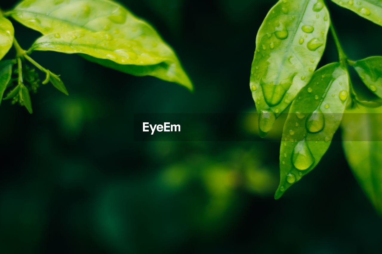 Close-up of raindrops on leaves