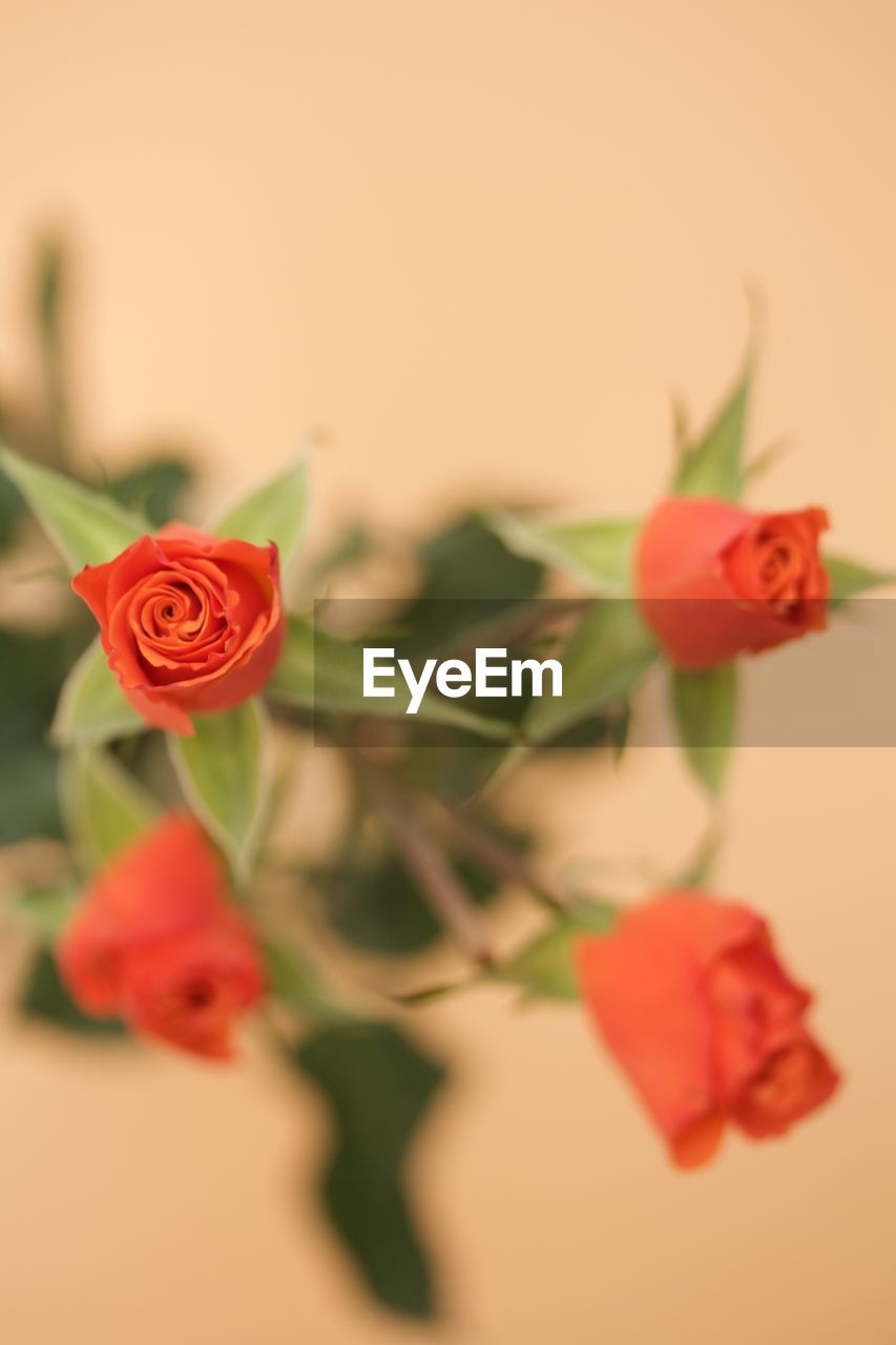 CLOSE-UP OF RED ROSE AGAINST WHITE BACKGROUND