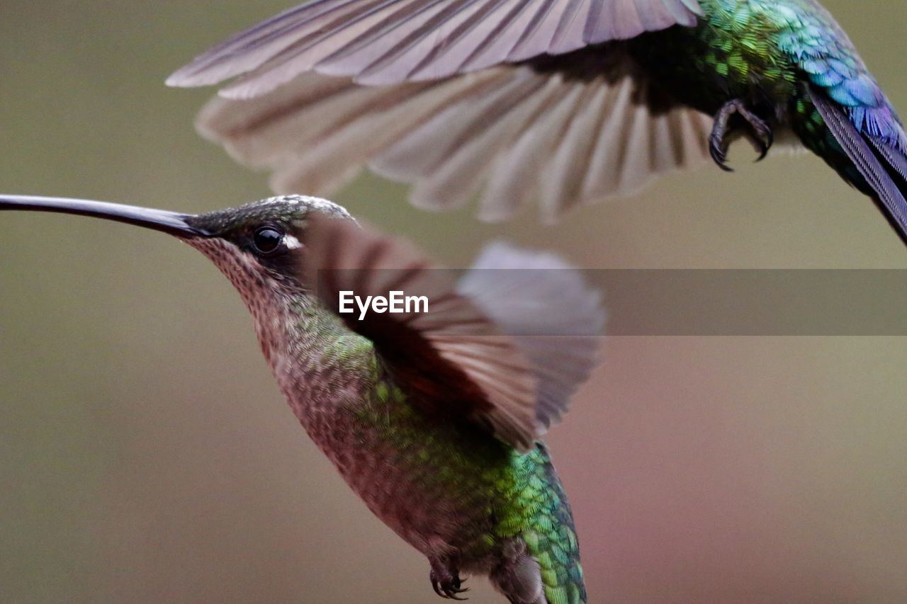 CLOSE-UP OF BIRD FLYING OVER WATER