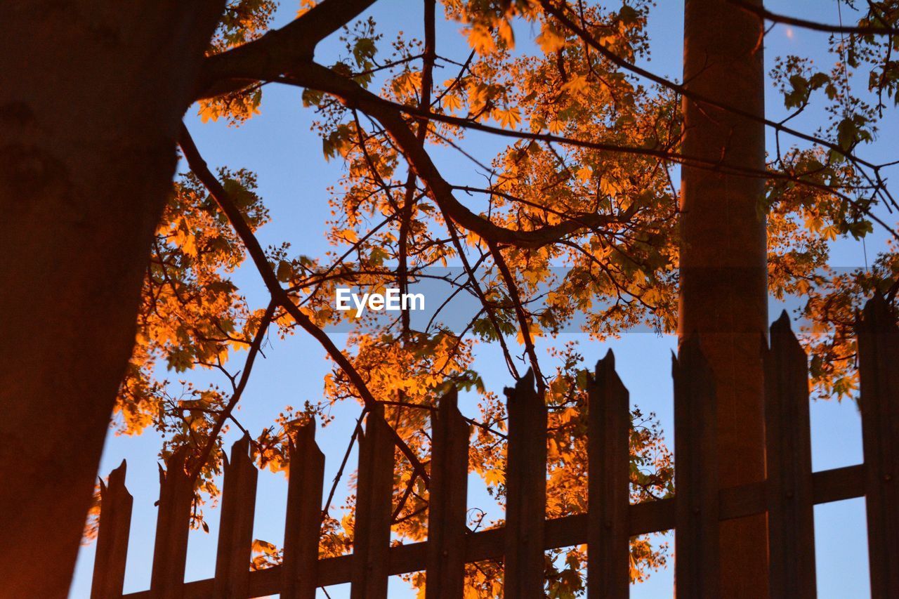 Low angle view of trees against sky during autumn