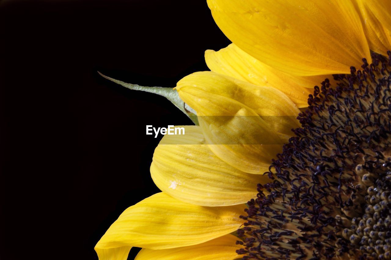 CLOSE-UP OF YELLOW FLOWERS