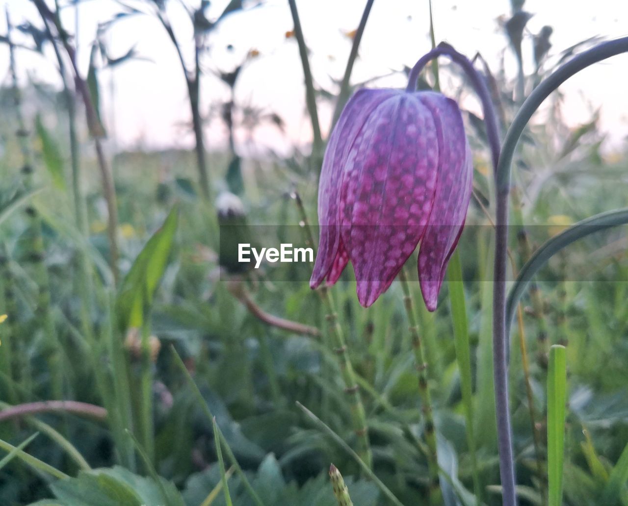 plant, flower, growth, flowering plant, beauty in nature, freshness, nature, close-up, fragility, purple, no people, focus on foreground, petal, pink, wildflower, inflorescence, day, flower head, outdoors, green, land, plant stem, field, botany, springtime, blossom, plant part, bud, leaf, drop, prairie, food, tranquility, water