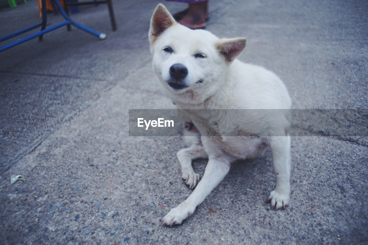 PORTRAIT OF DOG ON FOOTPATH