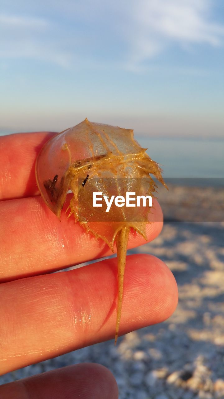 Close-up of hand holding crab at beach against sky