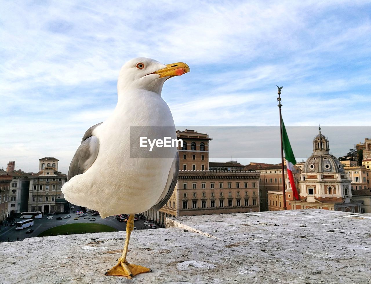 Close-up of seagull perching on built structure against sky