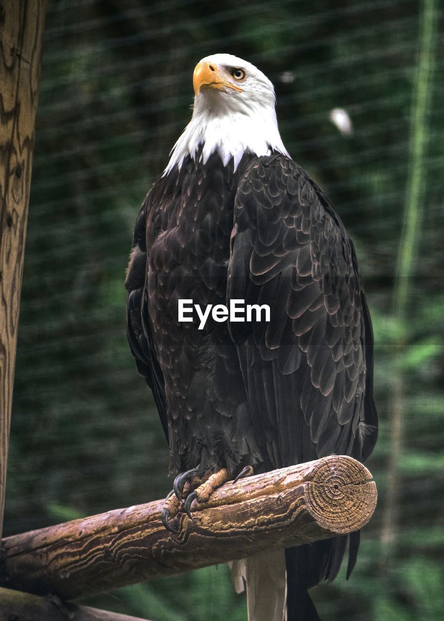 Close-up of bald eagle perching on wood