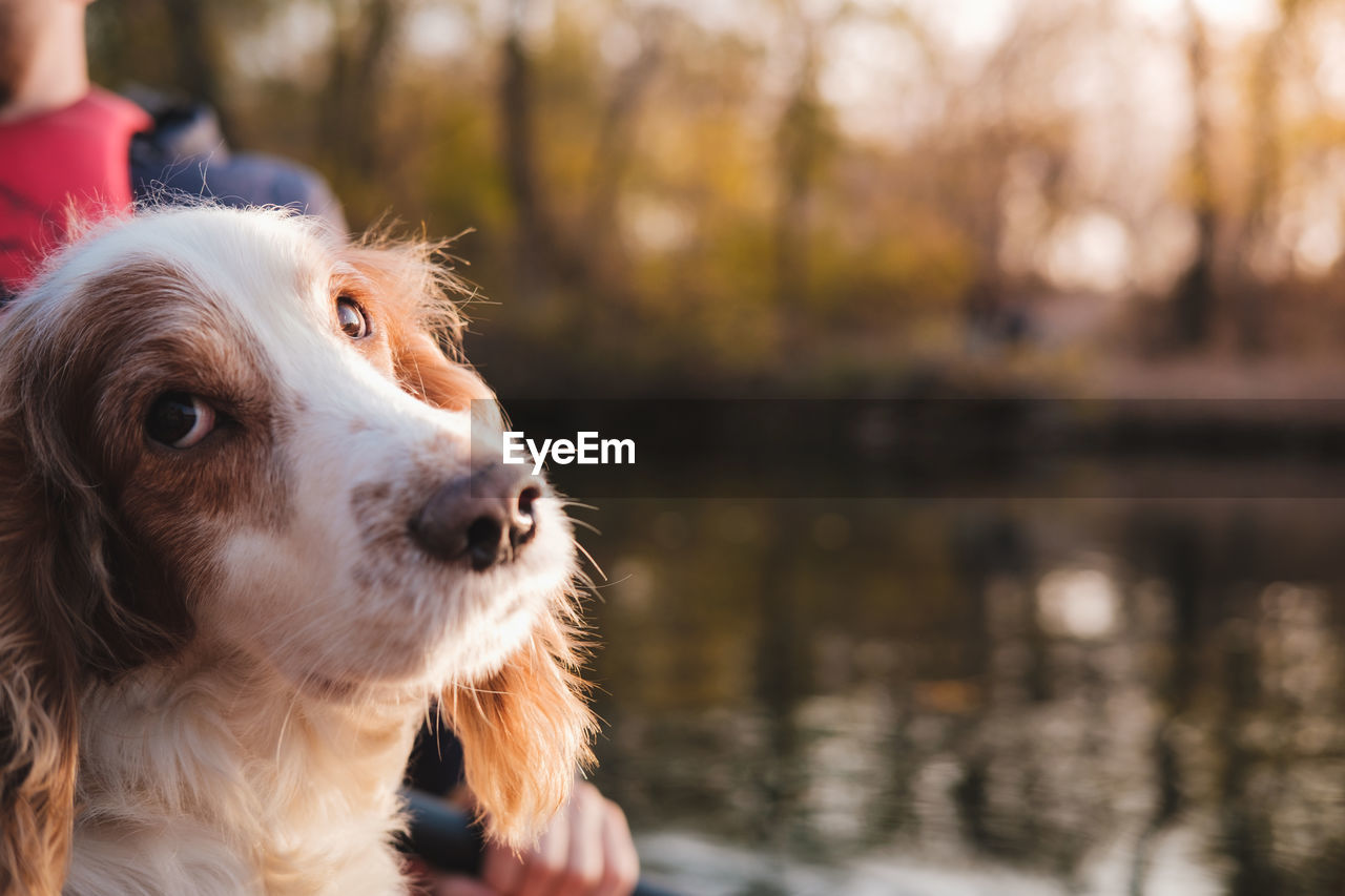 Portrait of a dog by the water. russian spaniel dog head with river in the background