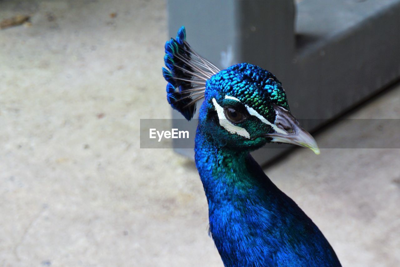 CLOSE-UP OF A BIRD