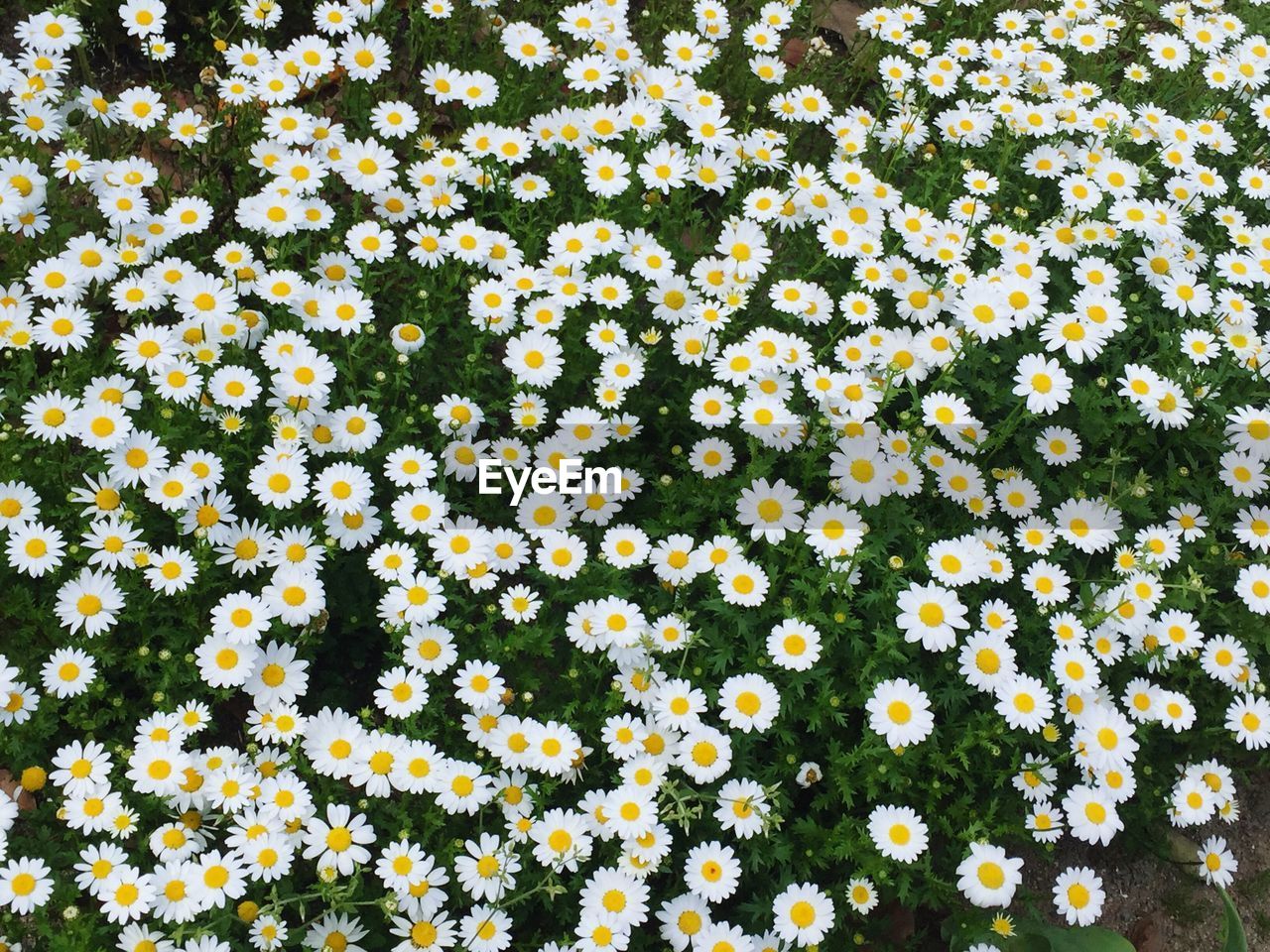 Full frame shot of white daisies blooming in park