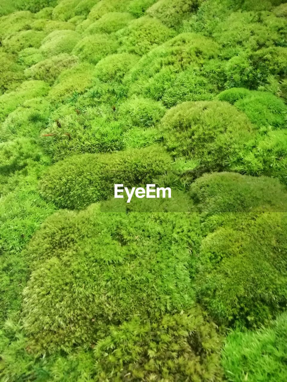 HIGH ANGLE VIEW OF GREEN PLANTS