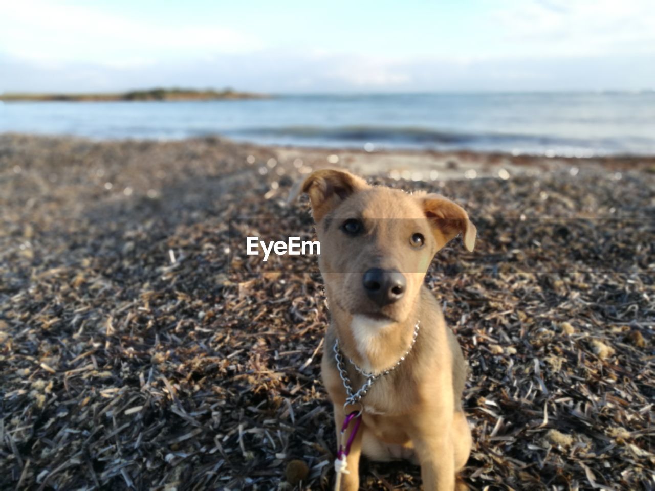 PORTRAIT OF DOG STANDING AT BEACH