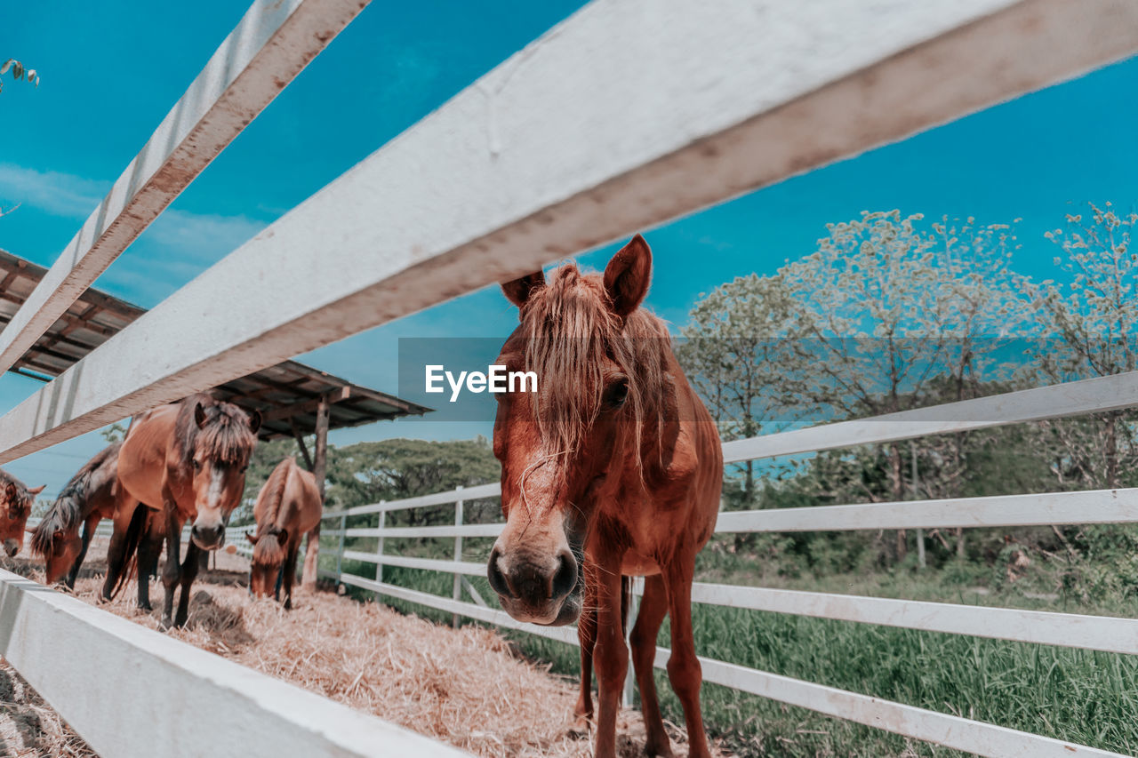 HORSE STANDING IN RANCH