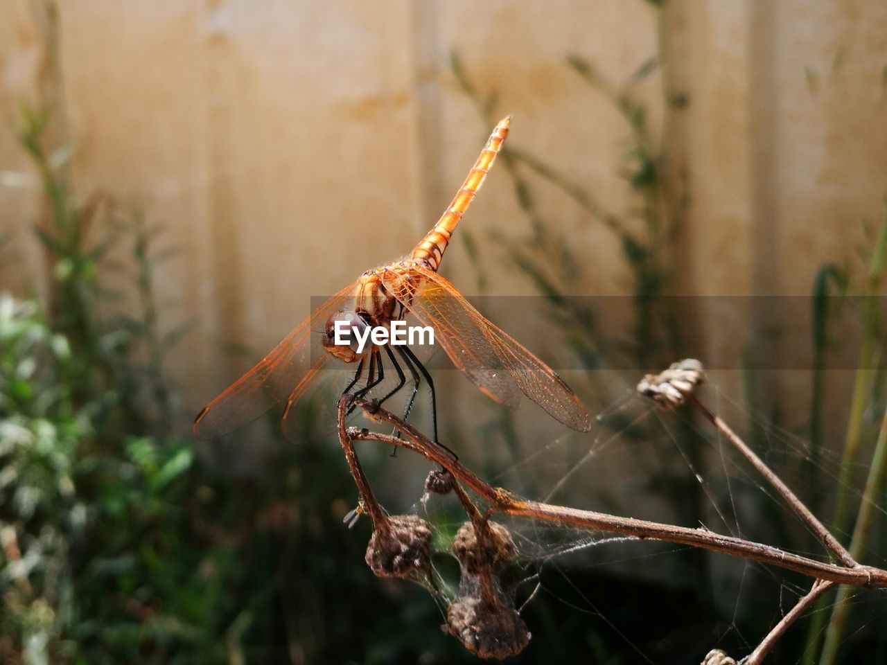 DRAGONFLY ON TWIG