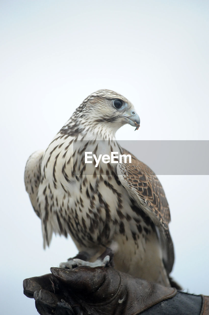 CLOSE-UP OF BIRD PERCHING ON A ROCK