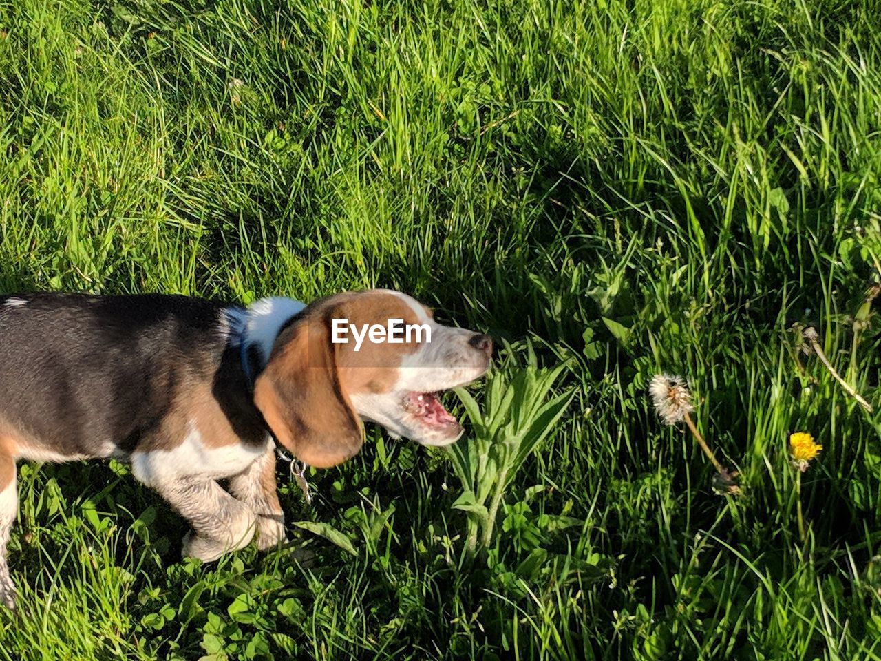 HIGH ANGLE VIEW OF DOG ON GRASS