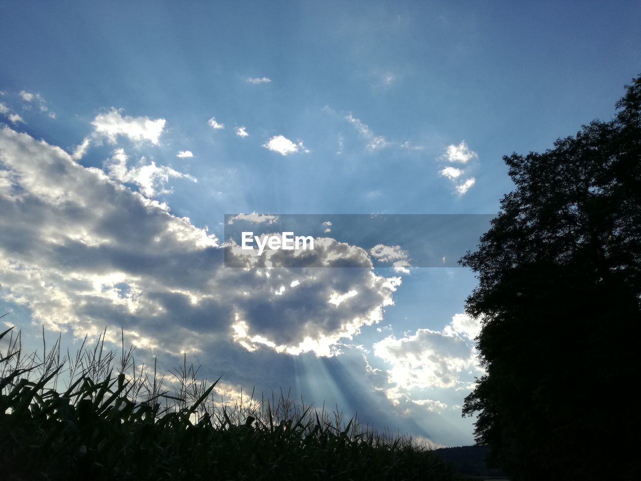 LOW ANGLE VIEW OF SKY AND TREES AGAINST CLOUDY BLUE