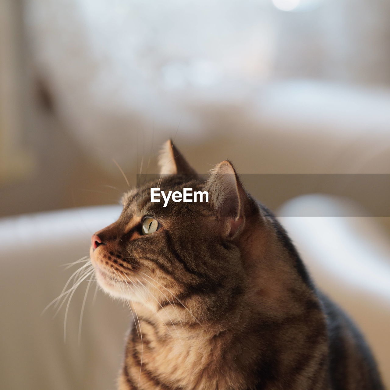 Close-up of a cat looking away