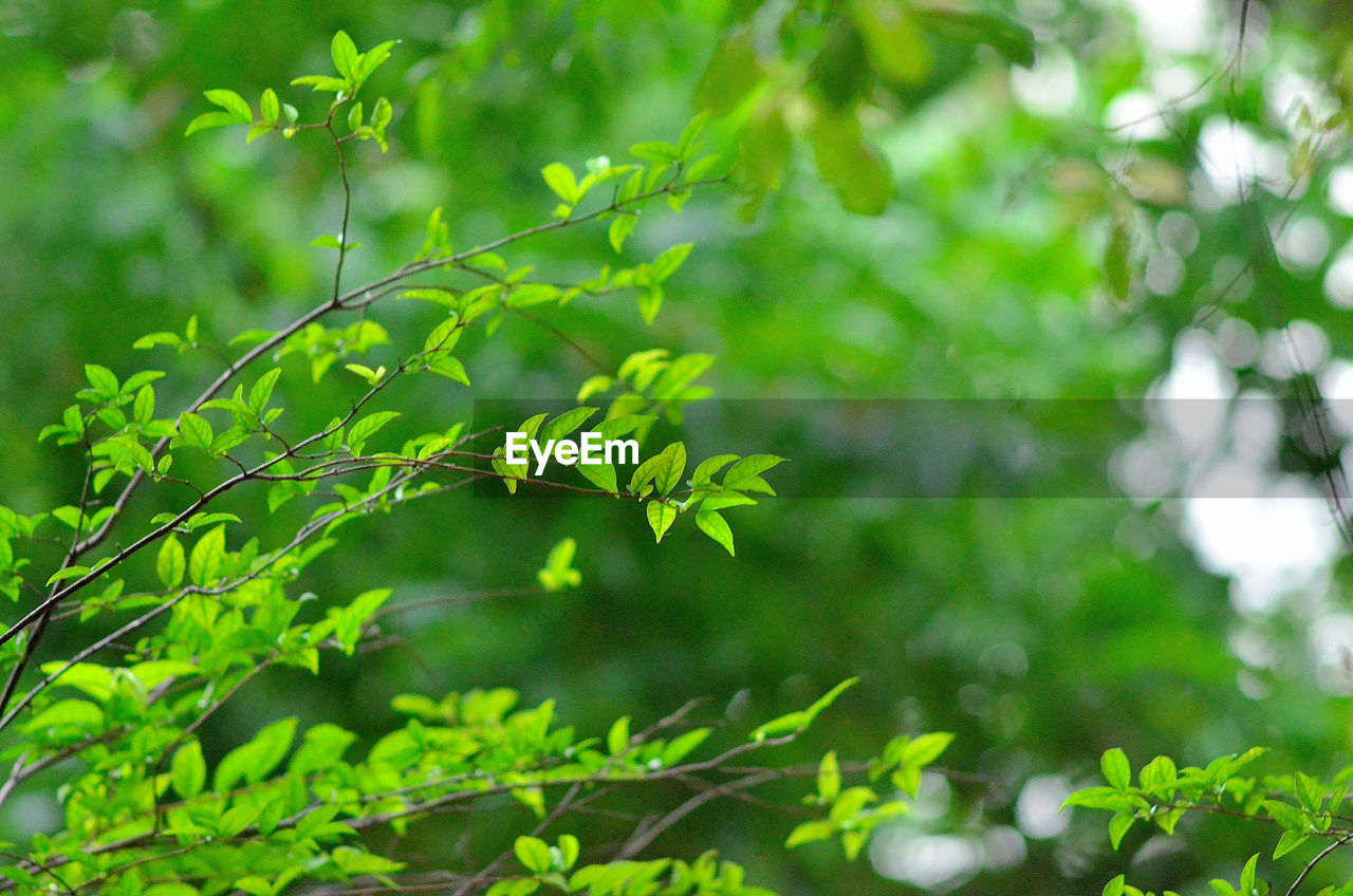CLOSE-UP OF GREEN LEAVES