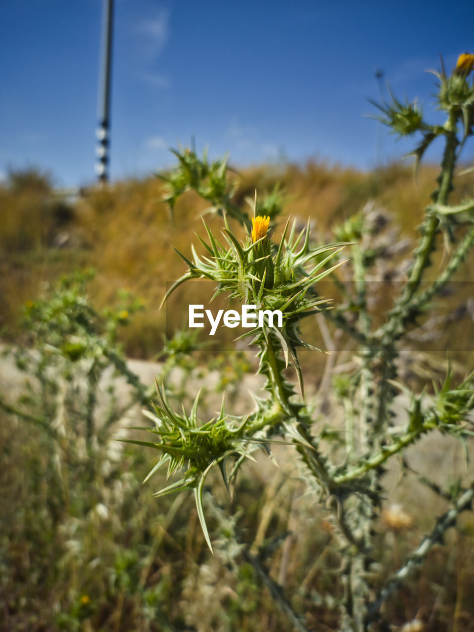 plant, nature, flower, grass, wildflower, growth, prairie, sky, no people, focus on foreground, beauty in nature, land, environment, day, landscape, meadow, outdoors, close-up, food, tree, field, food and drink, flowering plant, green, desert, freshness, agriculture, scenics - nature, tranquility, natural environment