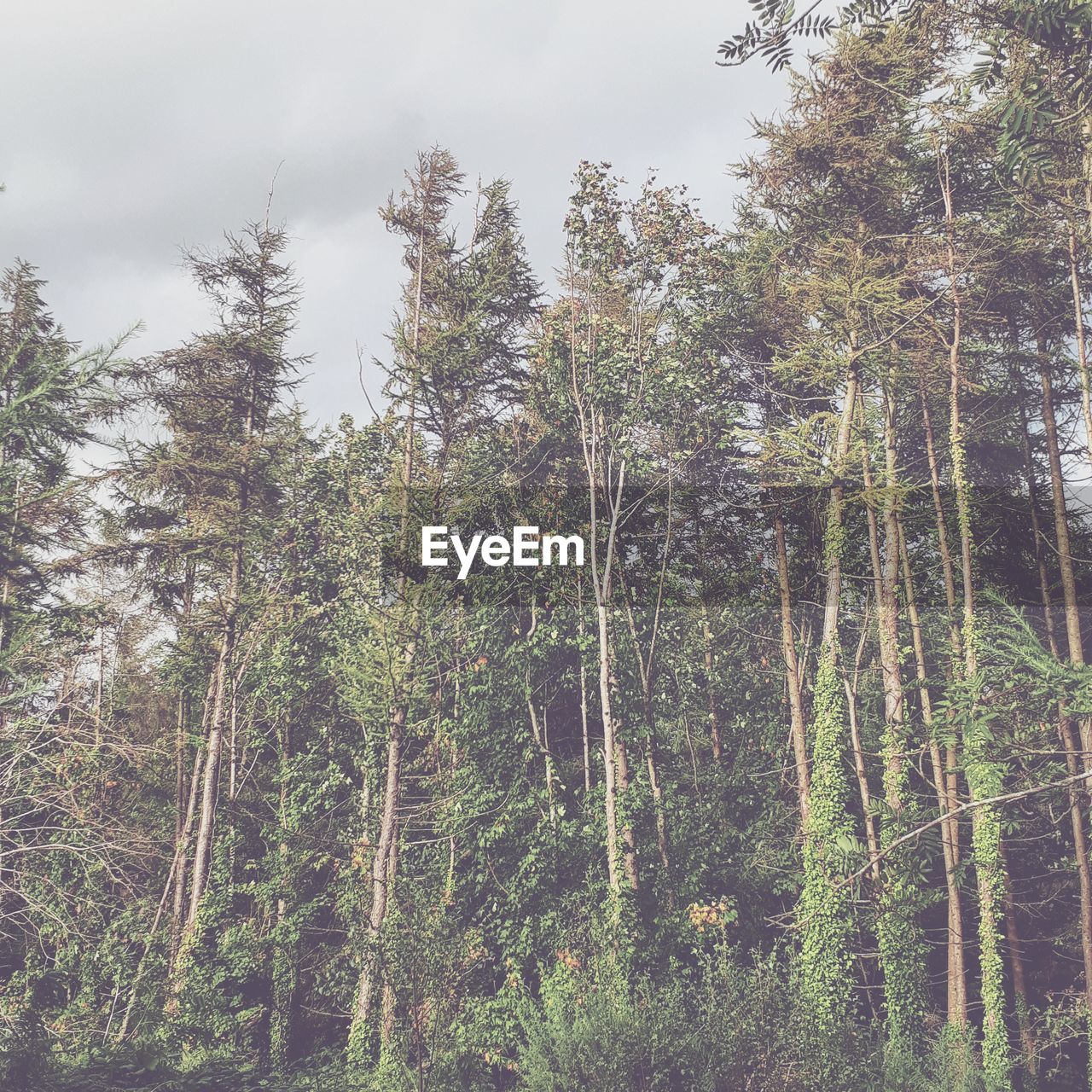 LOW ANGLE VIEW OF TALL TREES IN FOREST