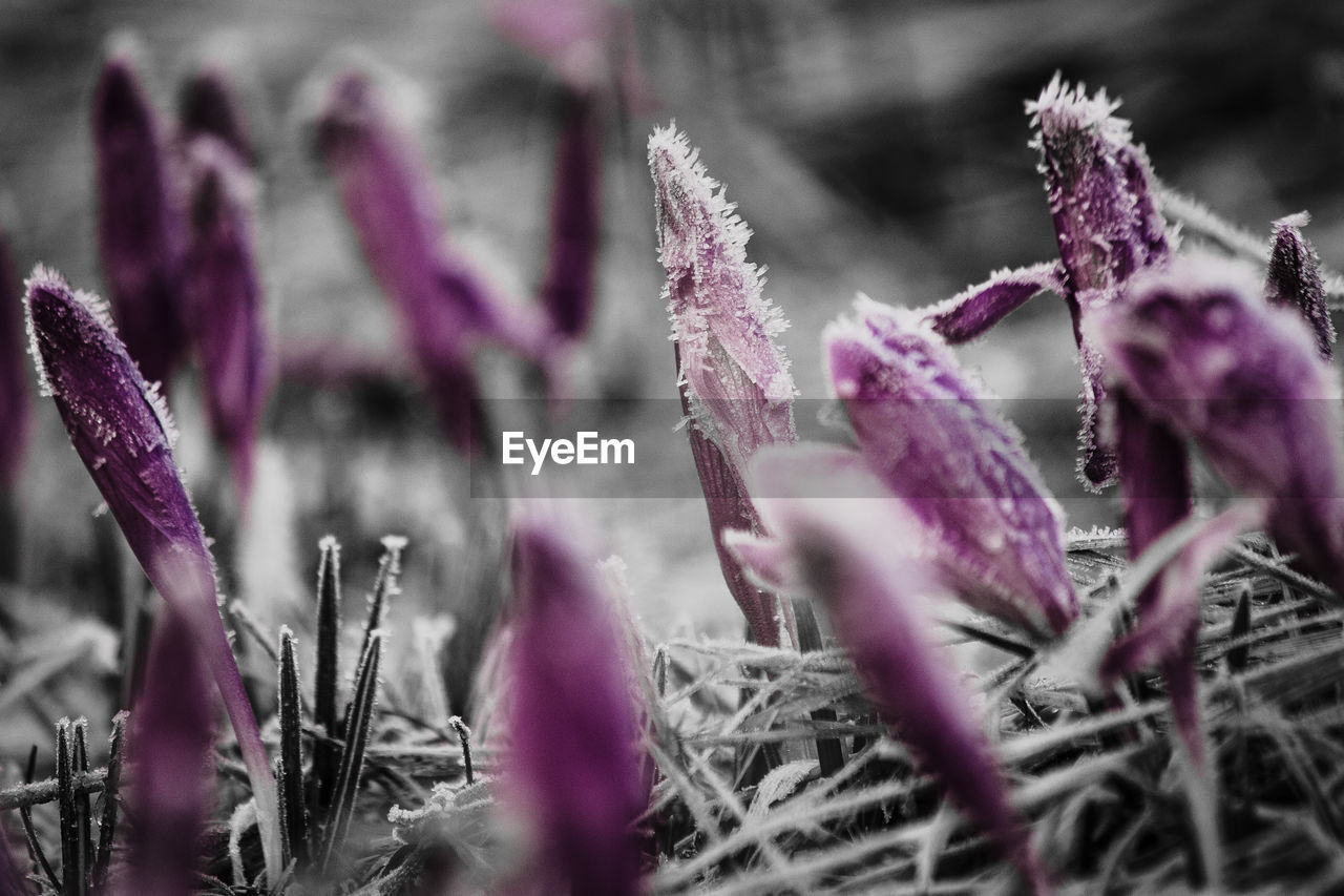 Close-up of pink crocus flowers on field