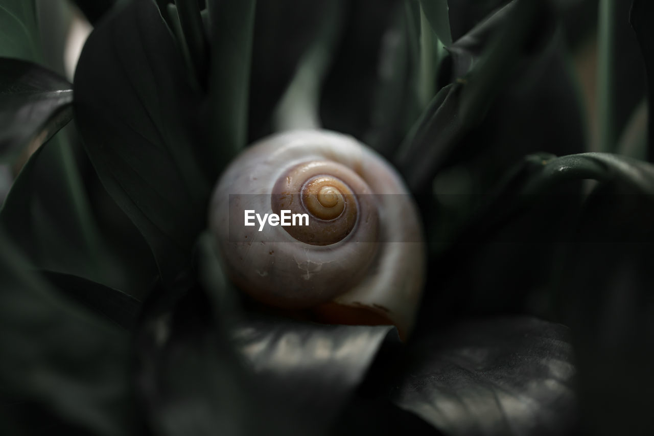 Close-up of snail on leaf