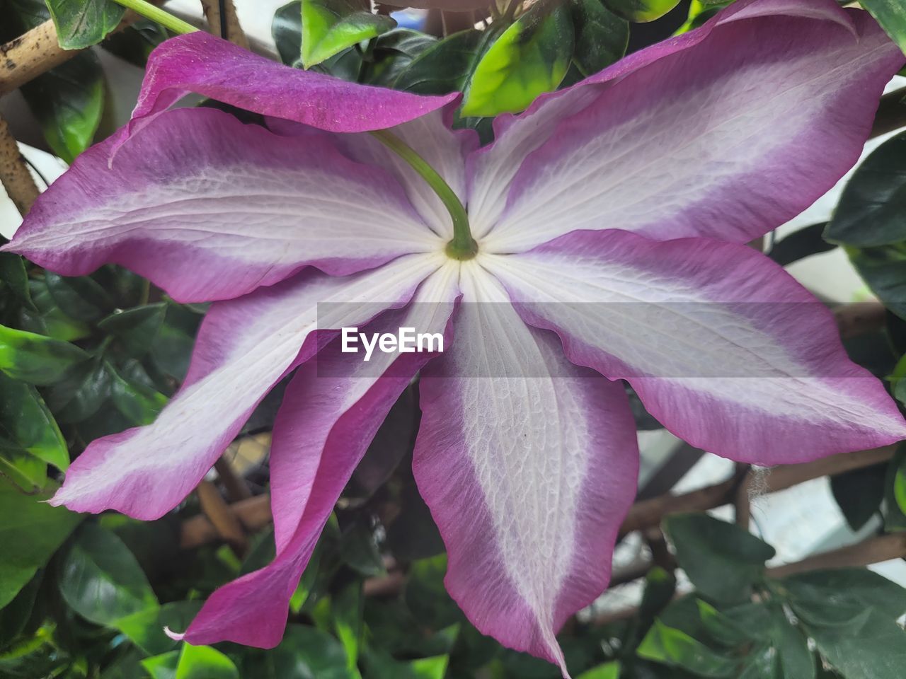 flower, plant, flowering plant, freshness, beauty in nature, growth, petal, close-up, fragility, inflorescence, flower head, plant part, leaf, nature, pink, no people, purple, pollen, botany, day, outdoors, focus on foreground, springtime, blossom