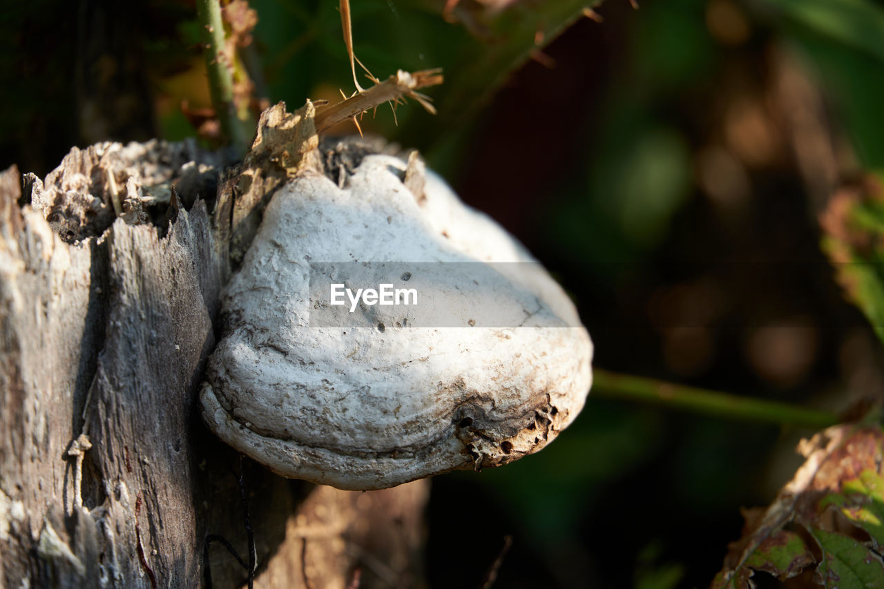 CLOSE-UP OF A TREE