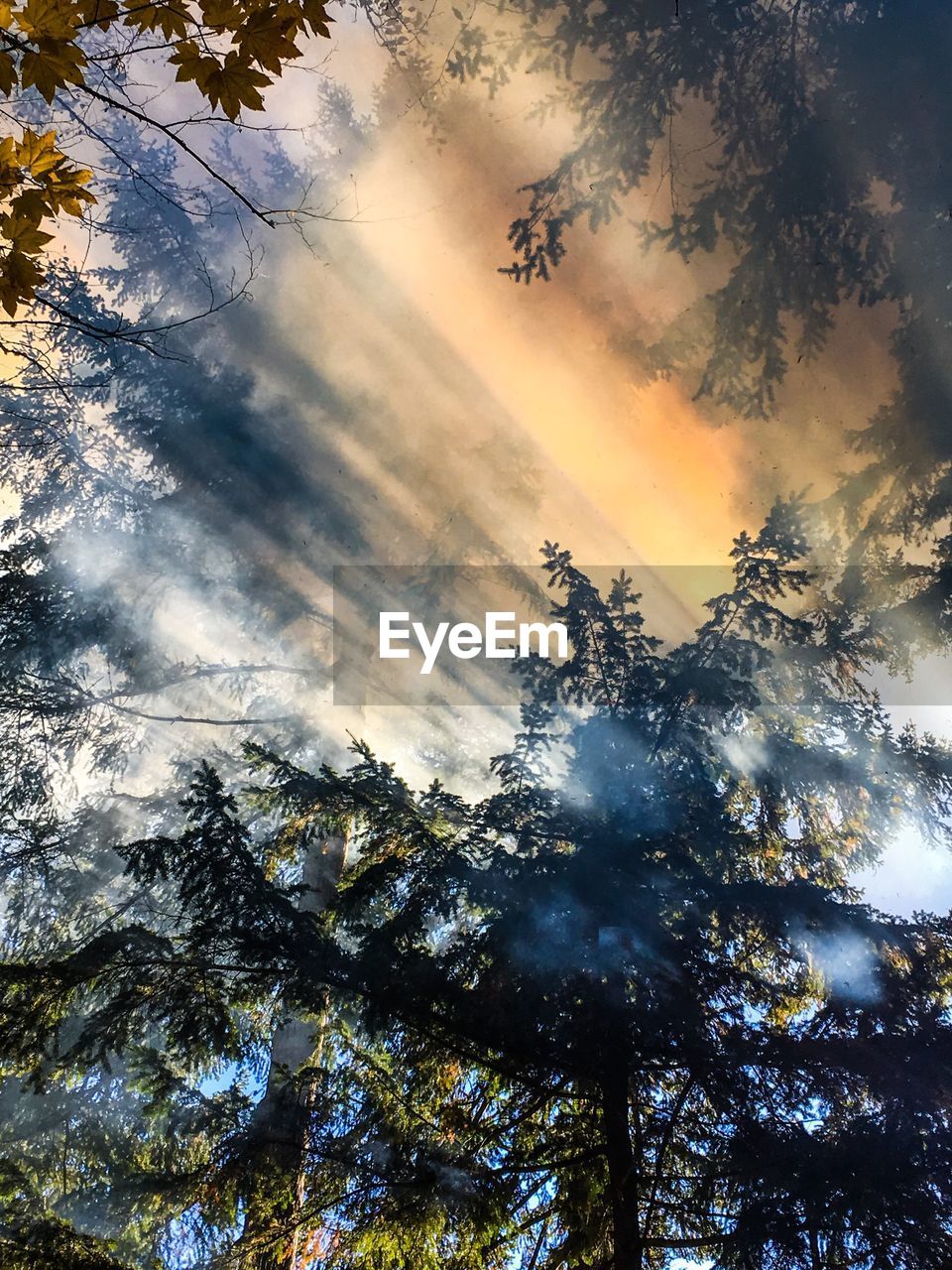 Low angle view of trees against cloudy sky