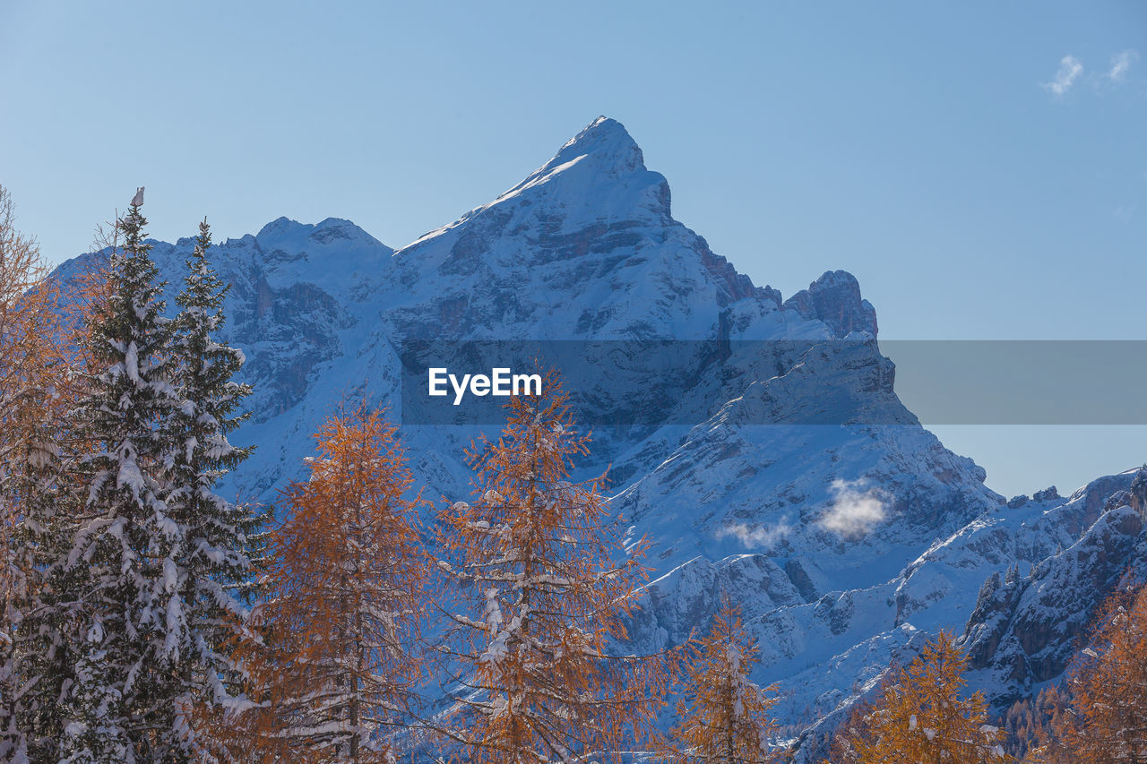 Larch and fir trees and in the background snow-capped mount civetta, dolomites, italy