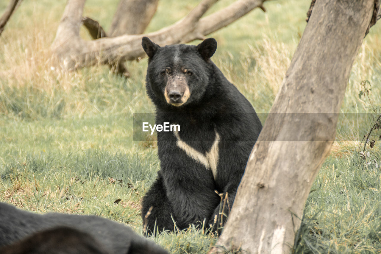 Bear sitting on field