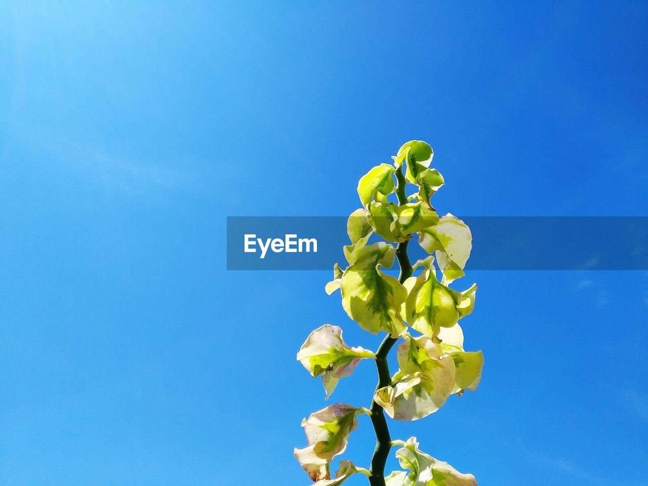 LOW ANGLE VIEW OF PLANT AGAINST BLUE SKY
