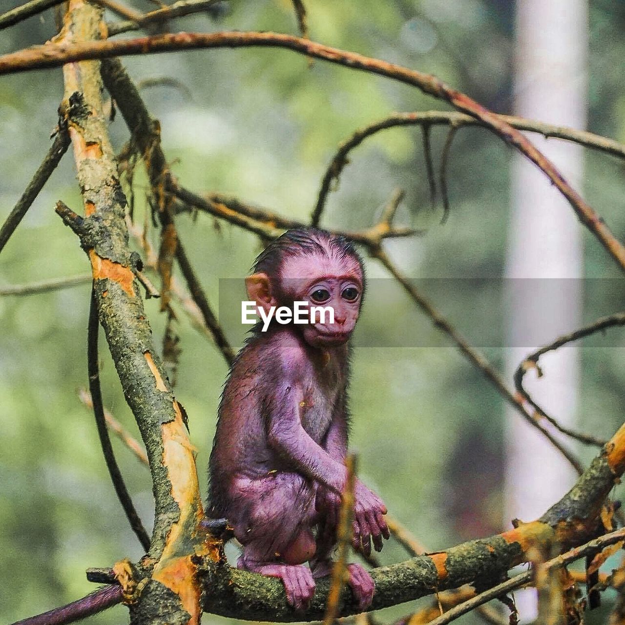 Close-up of infant sitting on branch in forest