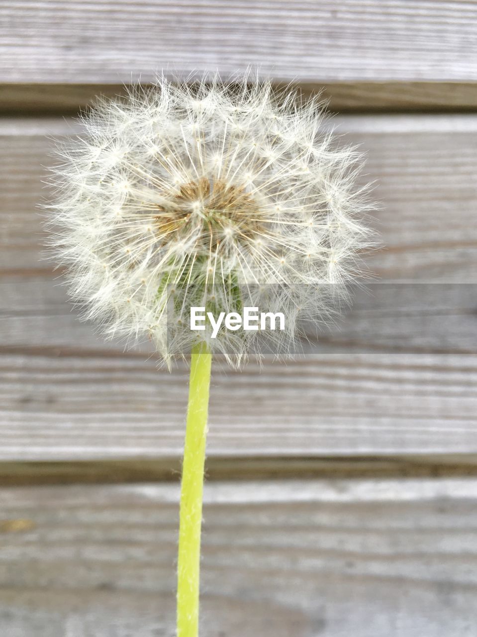 CLOSE-UP OF DANDELION AGAINST WHITE WALL