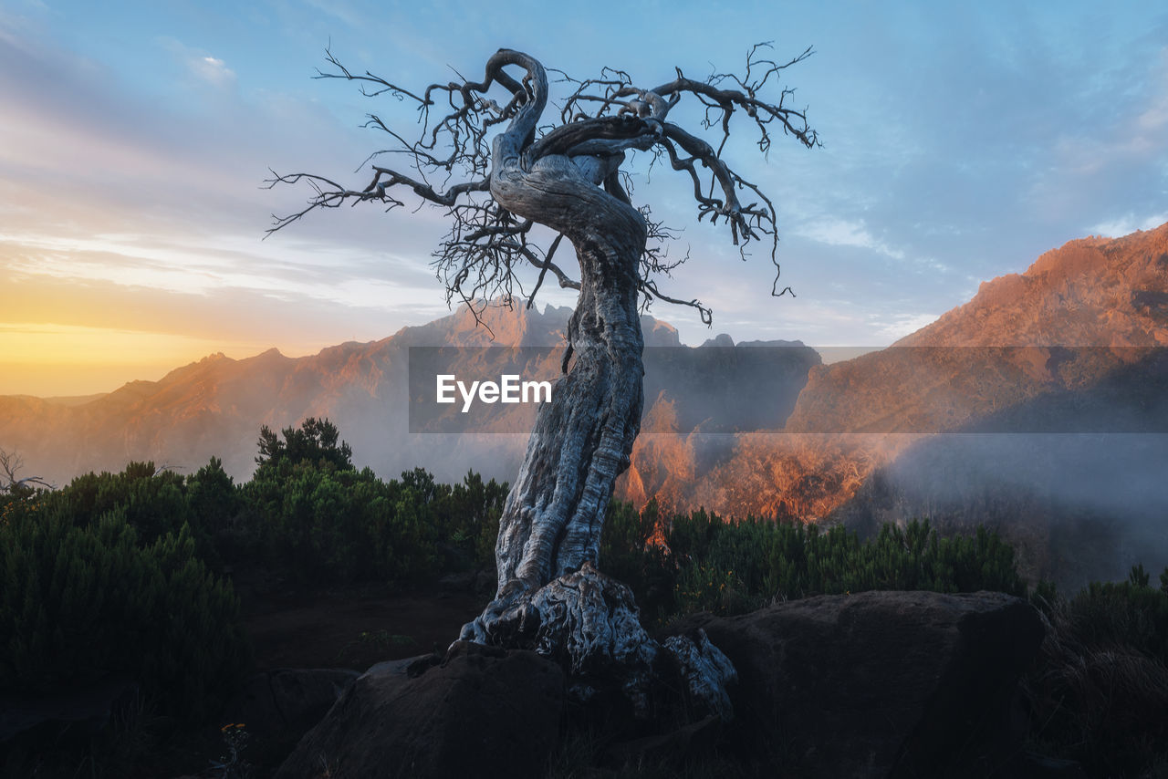 Scenic view of tree in mountains against sky during sunrise