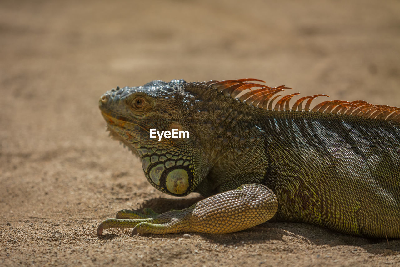 Close-up of iguana on ground