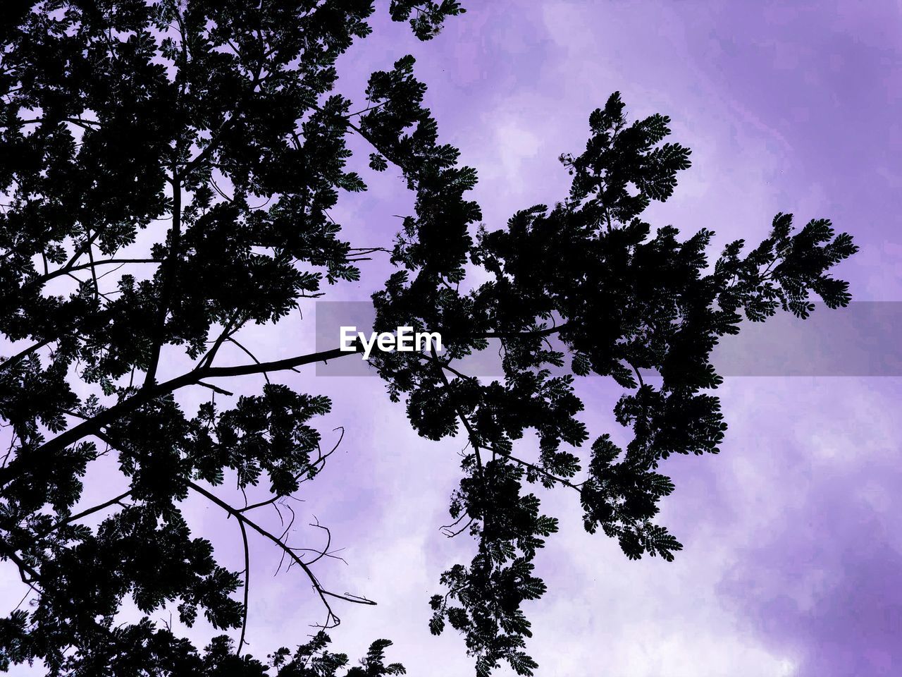 Low angle view of silhouette tree against sky