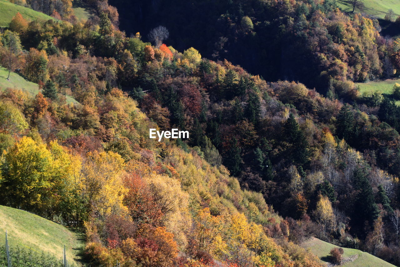 Trees in forest during autumn