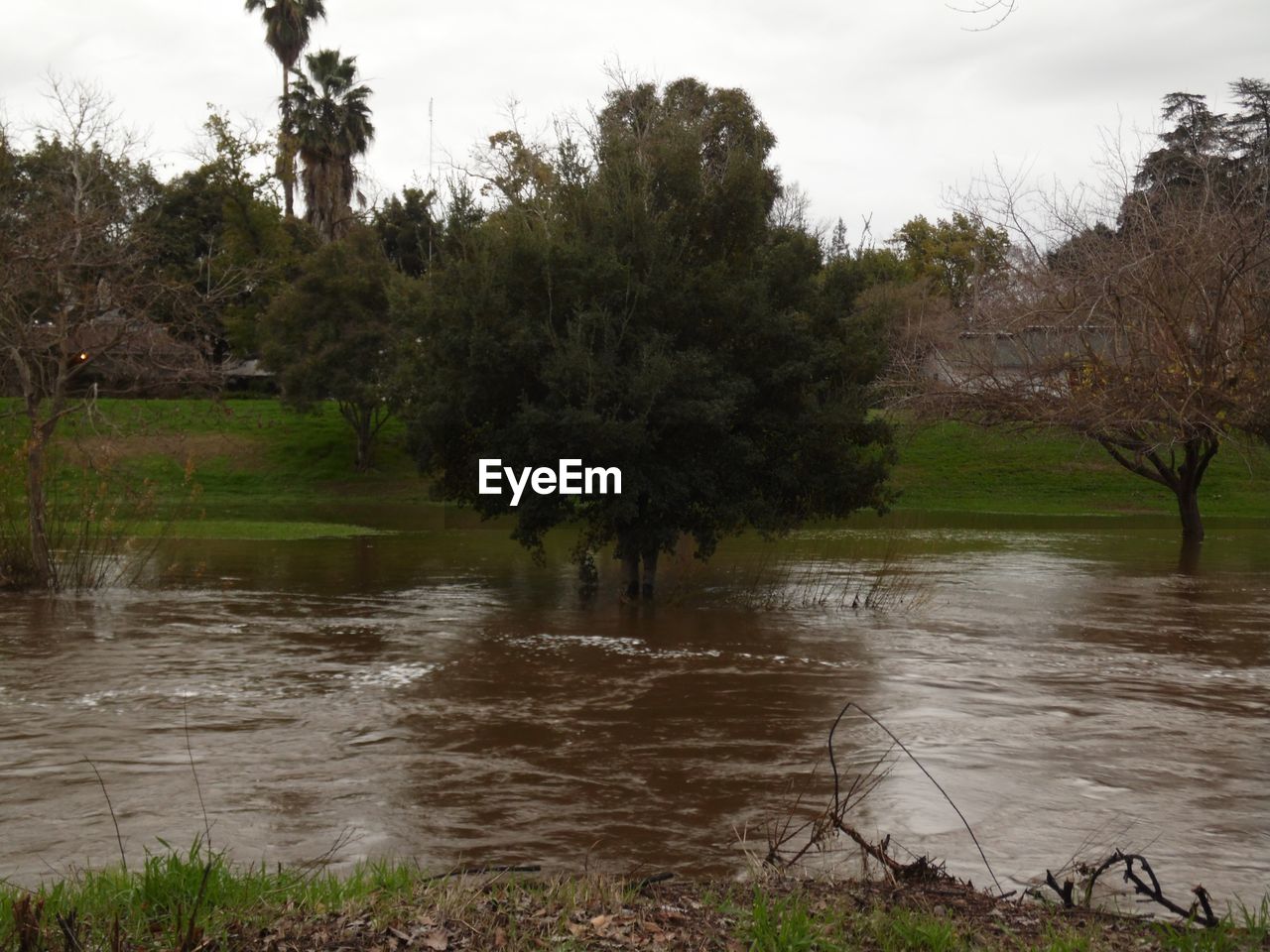 RIVER BY TREES AGAINST SKY