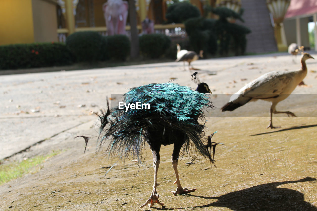 CLOSE-UP OF A BIRD