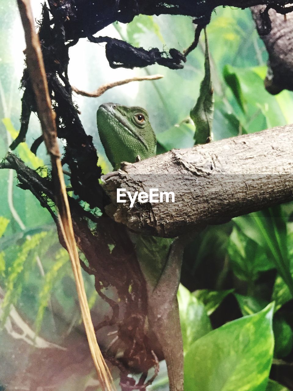 CLOSE-UP OF LIZARD ON BRANCH