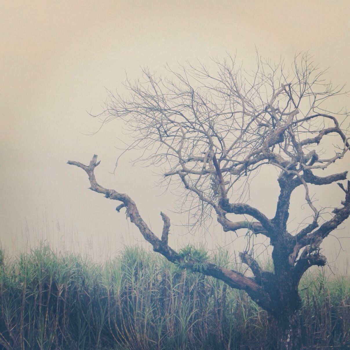 Bare tree in sugar cane field