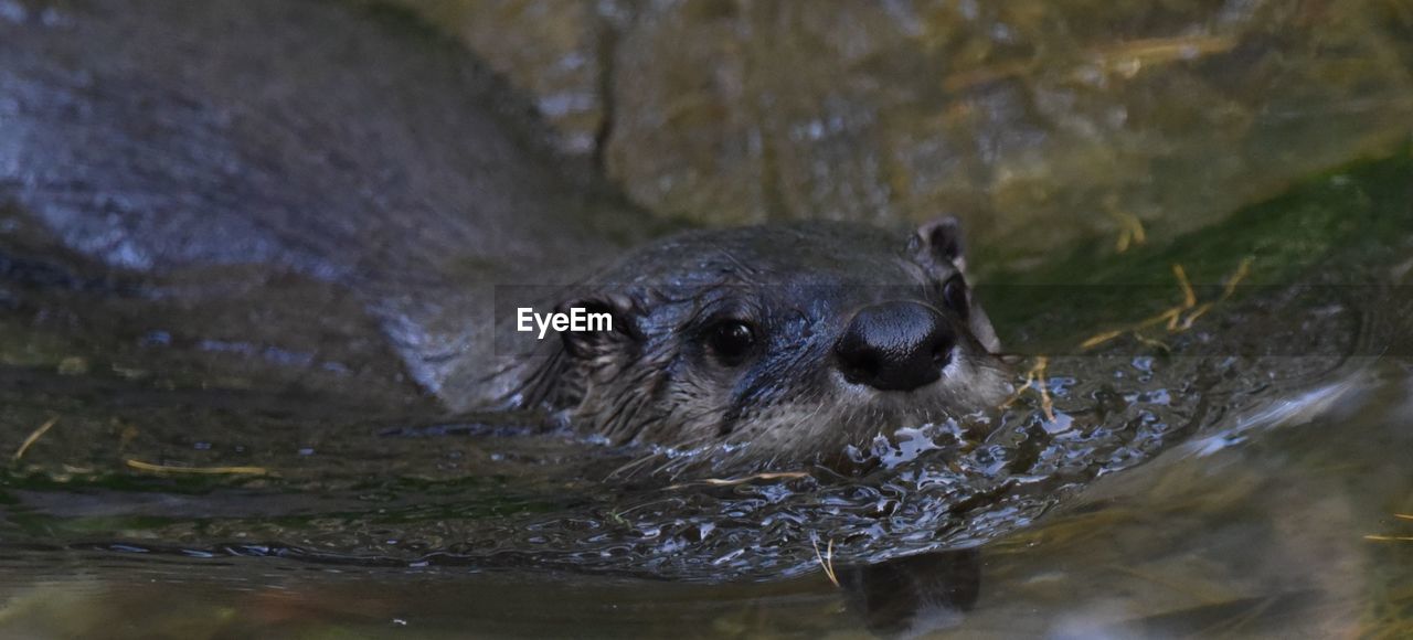 CLOSE-UP PORTRAIT OF AN ANIMAL IN WATER